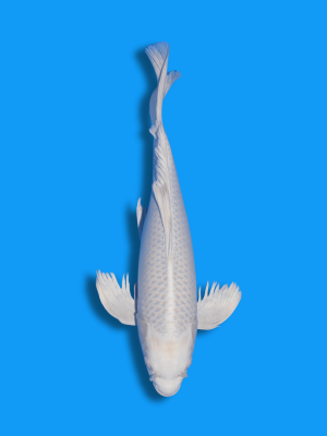 Butterfly Platinum | Koi&Co.